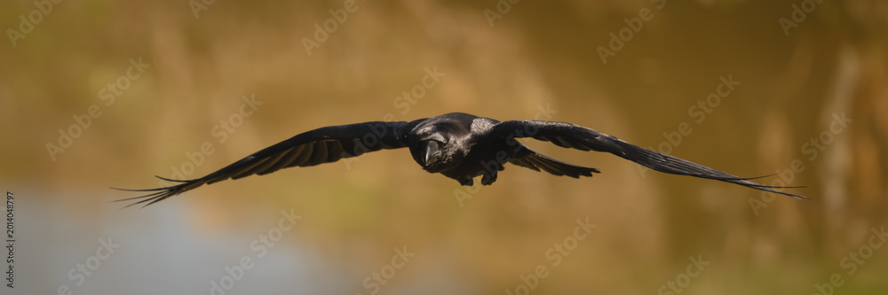 Fototapeta premium Panorama of common raven flying across lake
