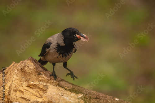 Photography Hooded crow lifts foot holding meat chunk