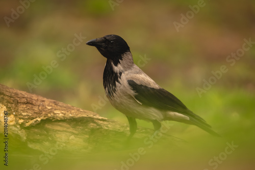 Photography Hooded crow stands on log with catchlight