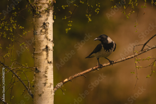 Photography Hooded crow turns head on silver birch
