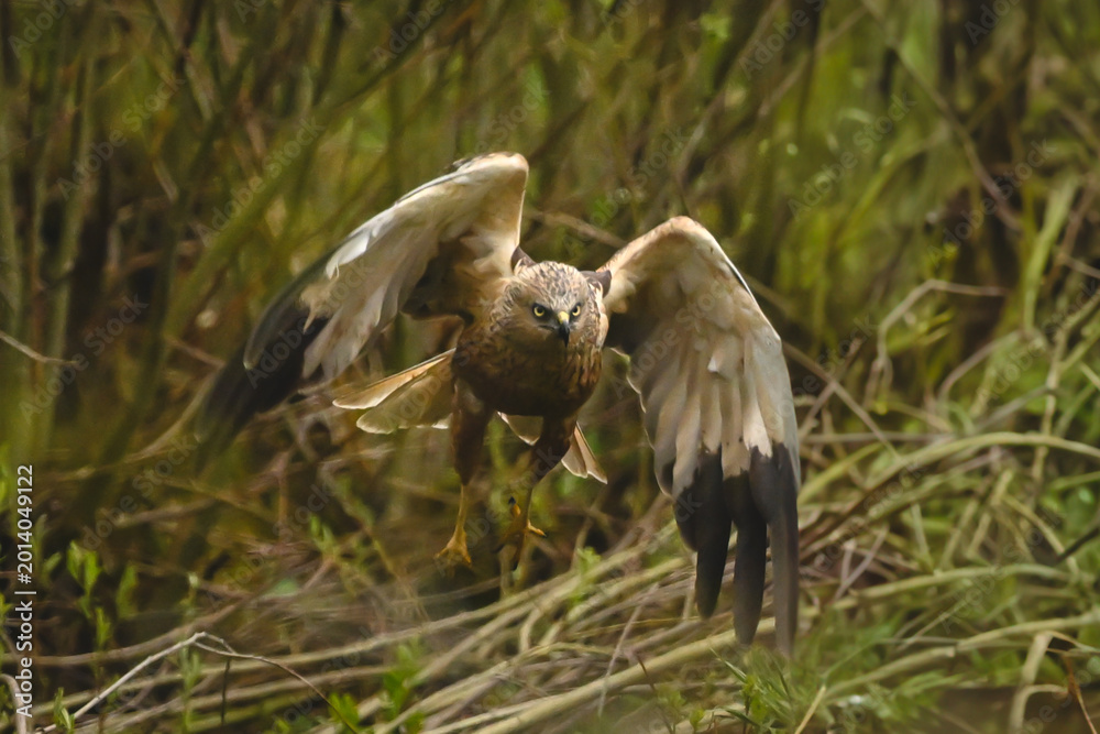 Fototapeta premium Western marsh harrier taking off toward camera