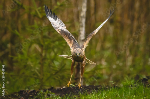 Fotografie Western marsh harrier takes off towards camera