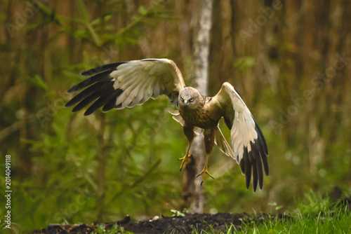 Photos Western marsh harrier taking off in woods