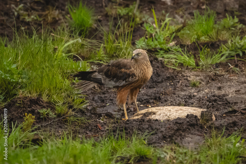 Canvas Print Western marsh harrier turns head on mud