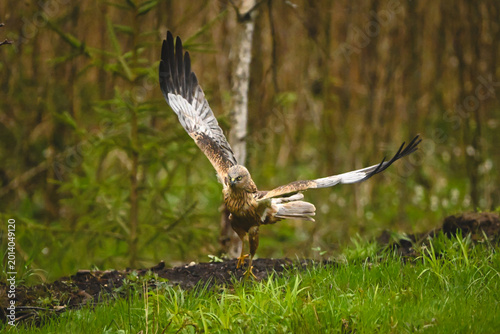 Tableau sur toile Western marsh harrier takes off in woods