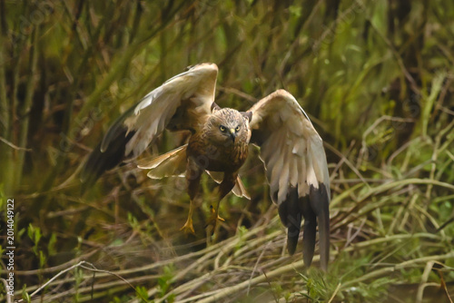 Foto Western marsh harrier taking off toward camera