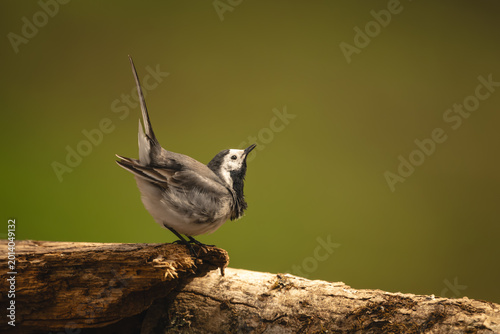 Tableau sur toile White wagtail with catchlight doing mating dance