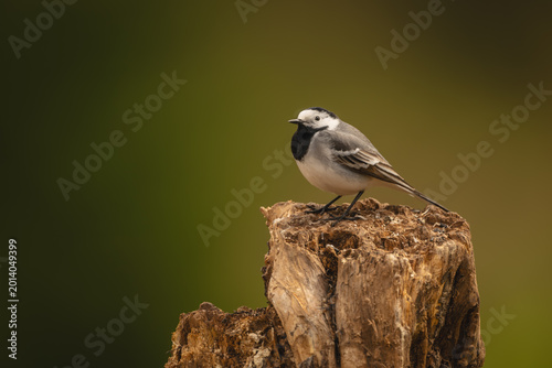 Fotografi White wagtail with catchlight on tree stump