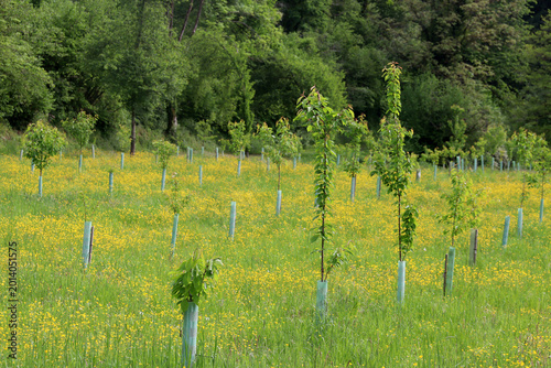 Bild auf Leinwand Tree plantation, planting of new trees in a wild flower meadow of common  butter