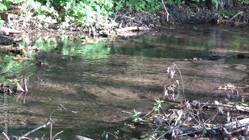 running water and forest stream