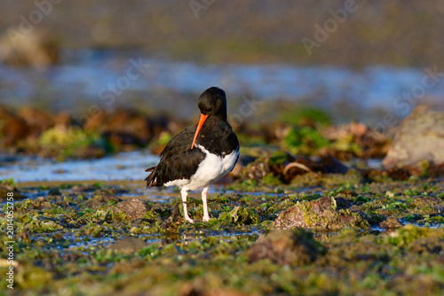 Photos American oystercatcher ,Haematopus palliatus, Puerto Deseado Nature Reserve, Santa Cruz Province, Patagonia , Argentina