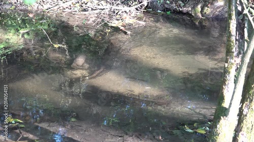 running water and forest stream