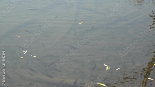 fishes swimming in a mountain stream