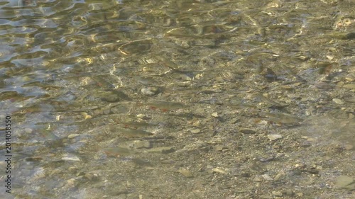 wild ducks swim among the fish