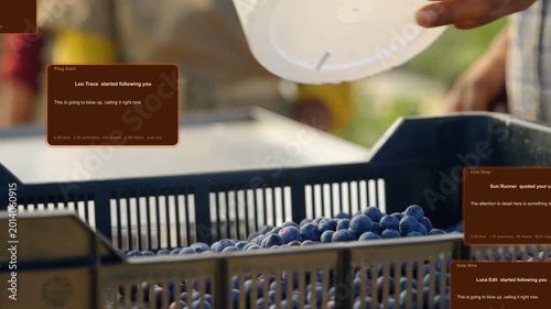 White bucket tipping and pouring fruit into crate, notifications stacking, workers filling harvest