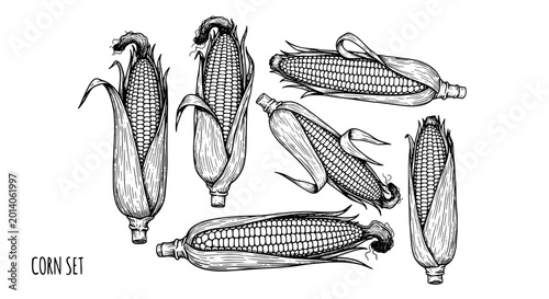 Corn set with detailed illustrations of ears of corn in various orientations featuring black and white, hand-drawn, sketch with agricultural and