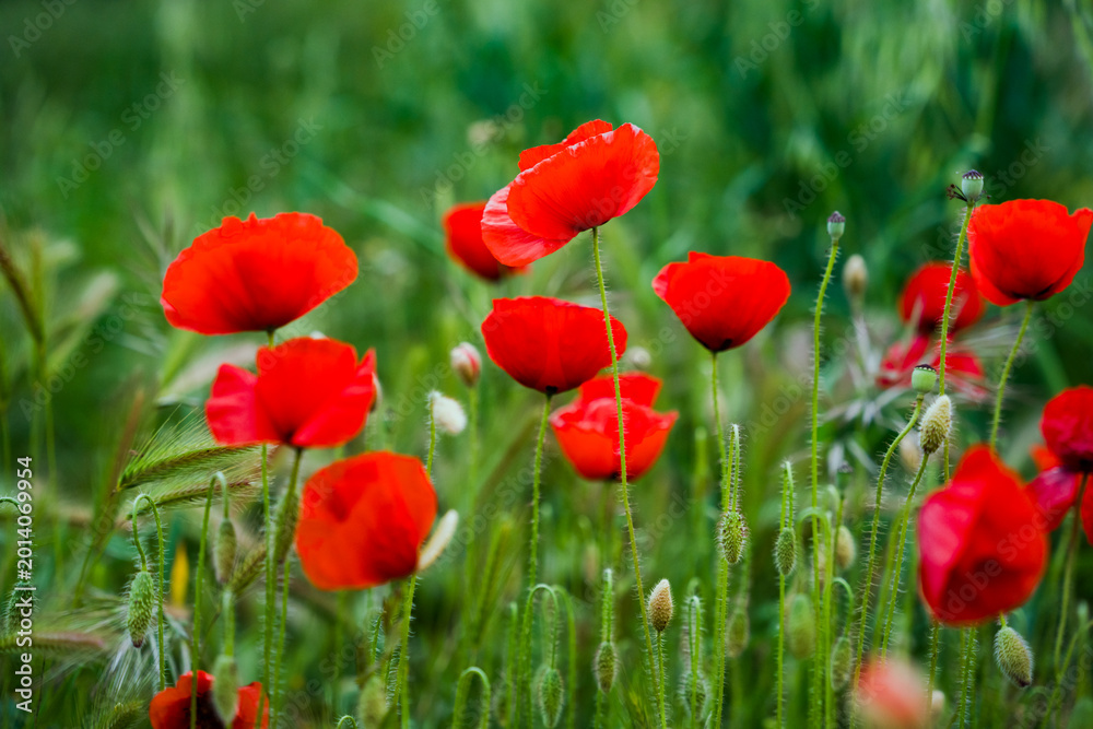 Fototapeta premium Red poppy flowers in green field with blurred natural background and soft light.