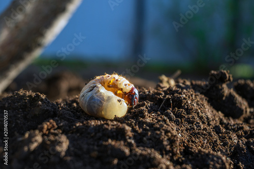 Fotografia Large white grub larva of chafer beetle on dark fertile soil