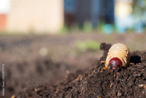 Canvas Print Garden pest Melolontha larva close-up on soil mound