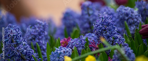 Foto Close-up violet floral wildflower