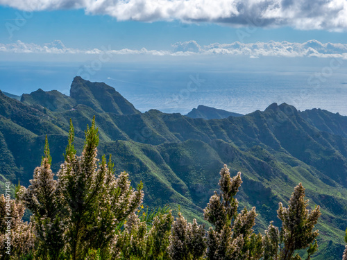 Tableau sur toile In the foreground, Canary Island heath (Erica canariensis)