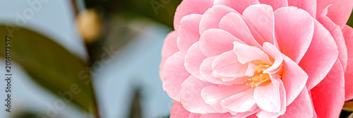 Bright pink flower blooms in a garden surrounded by green leaves on a sunny day