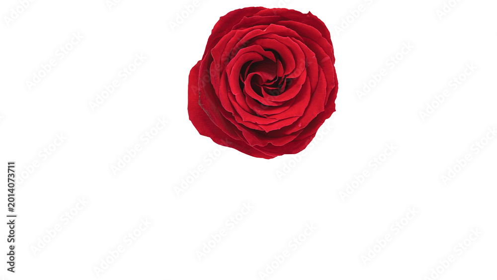 Fototapeta premium 赤い薔薇の花 背景透過 マクロ