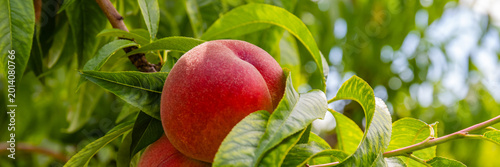 Slika na platnu Fresh peaches grow on tree branches in orchard during summer season in warm sunl