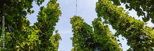 Fotografía Green plants grow tall under clear blue sky in a farm during daytime with bright