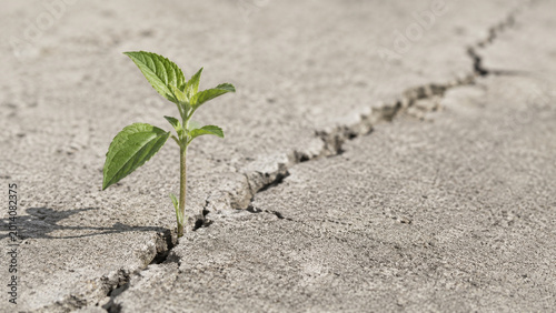 small green plant growing through cracked concrete surface