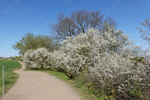 Grömitz - Wanderweg auf der Steilküste im Frühling