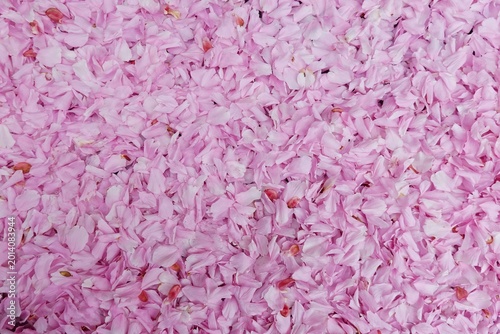 Kirschblüten