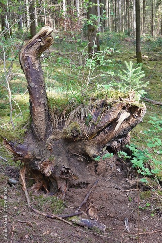 Neues Leben auf abgestorbenem Baum