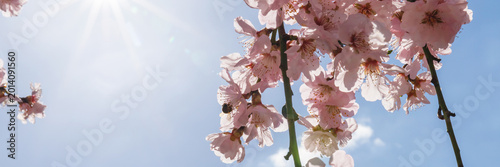 Cuadro en lienzo Cherry blossoms bloom under a clear blue sky in springtime during midday