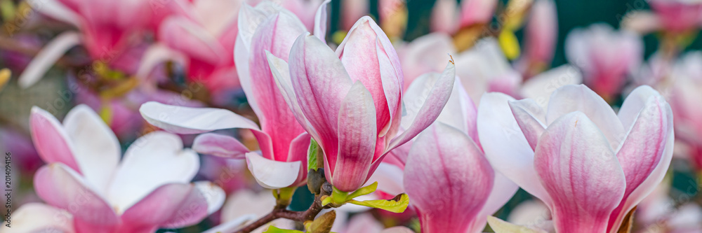 Obraz premium Spring flowers bloom in a garden with pink and white petals under bright sunlight during the day