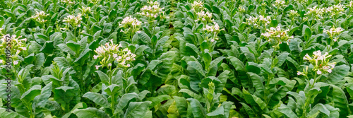 Obraz na plátně Tobacco plants grow in a large field with many flowering tops in the daytime sun
