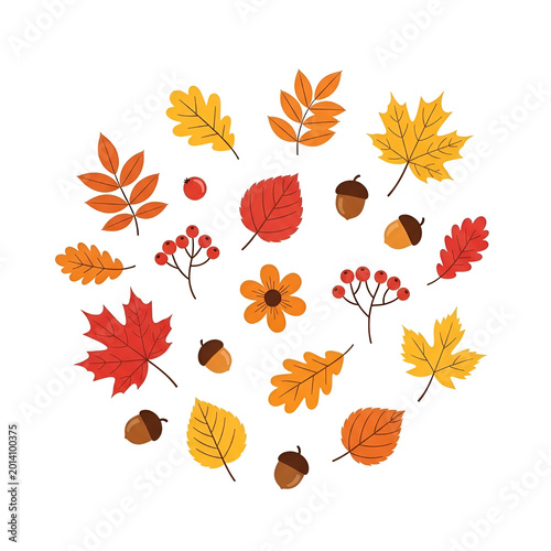 Autumn leaves and forest elements collection, flat vector fall foliage icons, colorful maple and oak leaf set with acorns and berries on white