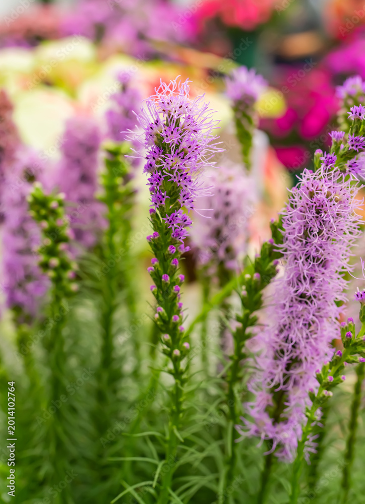 Obraz premium Liatris spicata flowers in the summer garden