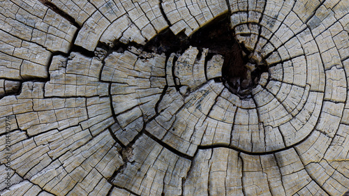 Fotografie old wood background close up