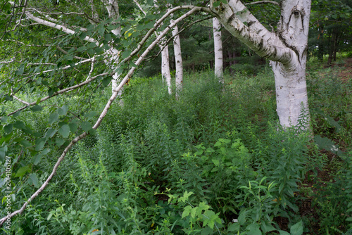 Paper Birch trees at Cornell botanic gardens and arboretum 