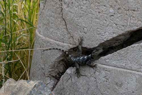 Tableau sur toile Stellagama stellio or Starred Agama lizzard in the Ancient city of Xanthos at th
