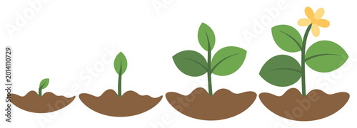 Foto Growing Plant Life Cycle: The journey of life from seedling to full bloom, the beauty of the natural world
