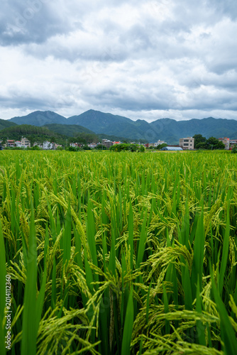 Scenic View of a Rice Paddy with Lush Green Plants and Distant Mountains Under a Cloudy Sky