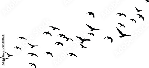 Foto Flock of flying birds silhouettes isolated on white background