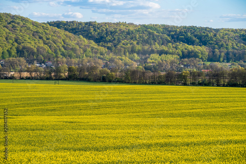 Fotografi vast, gently swaying fields of flowering rapeseed