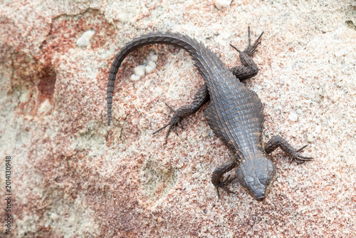 Tableau sur toile Black Girdled Lizard or Cape Girdled Lizard (Cordylus niger) sunning on a rock,