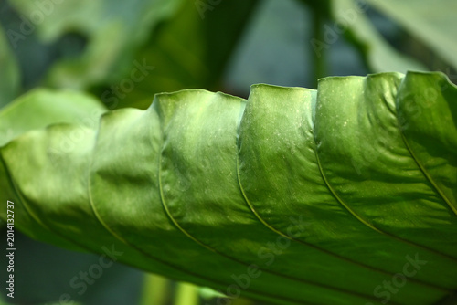 Foto close up of green Leucocasia gigantea leaf in the garden