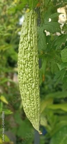 Fotografie Fresh green bitter melon hanging on vine, organic vegetable in garden