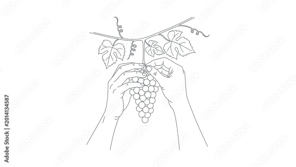 Fototapeta premium Hands holding a bunch of grapes.