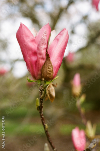 Magnolia flowers captured on film
